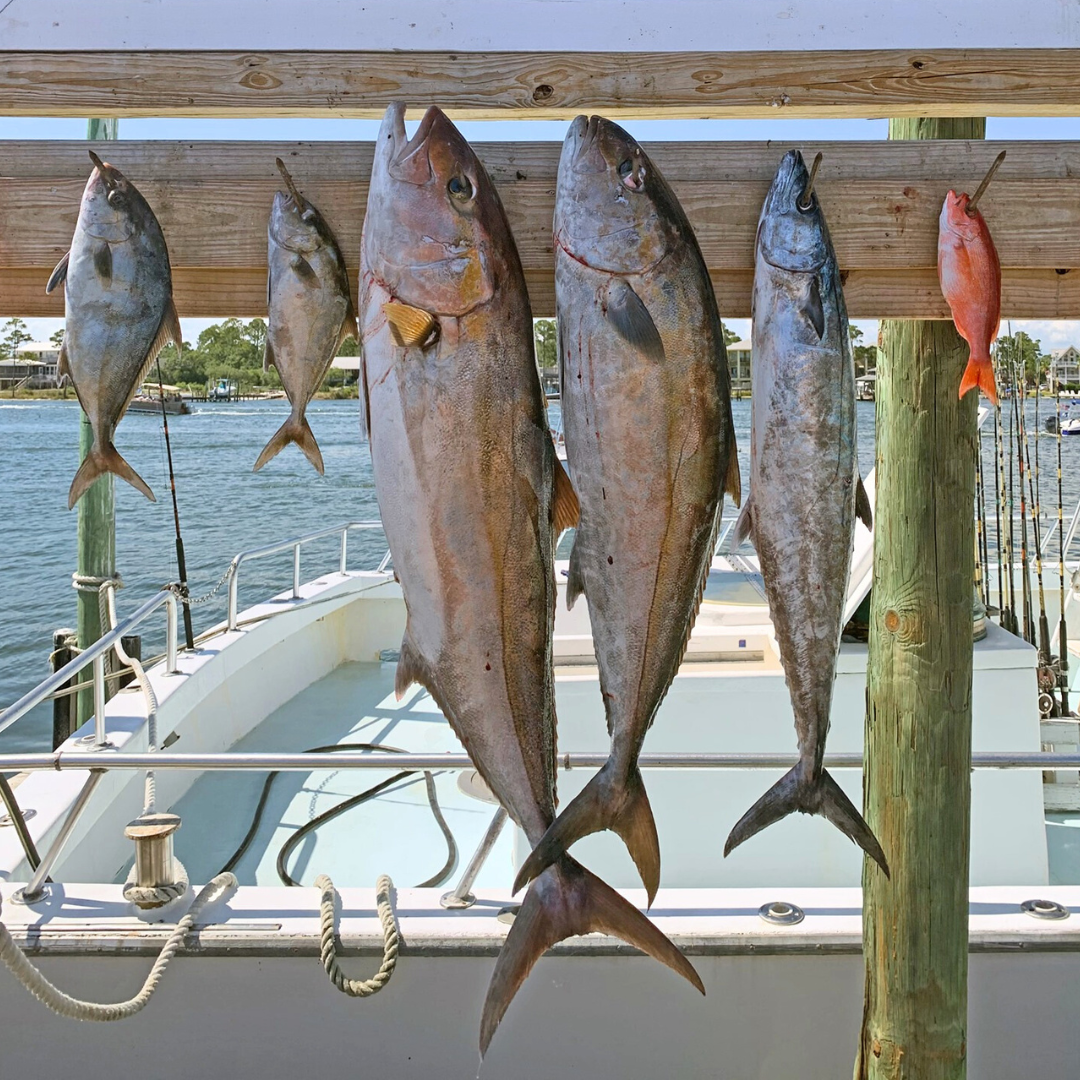 amberjack caught on private offshore fishing charter near Fort Morgan, Alabama