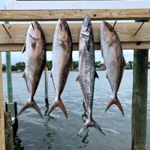 amberjack caught aboard private offshore fishing trip out of orange beach, alabama