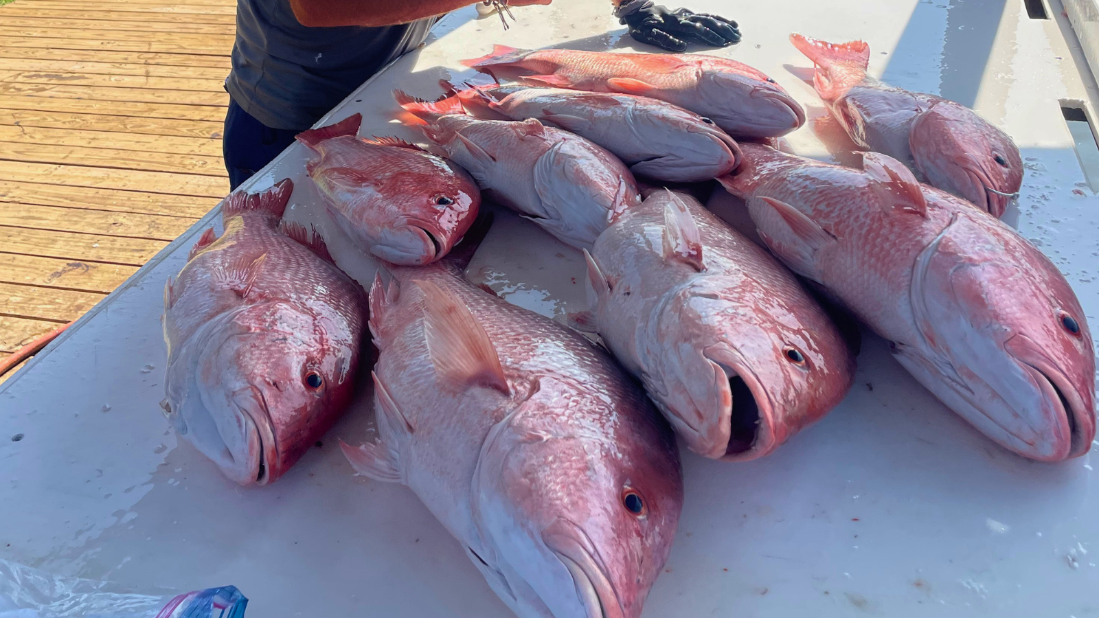 red snapper caught on private offshore fishing trip out of fort morgan alabama