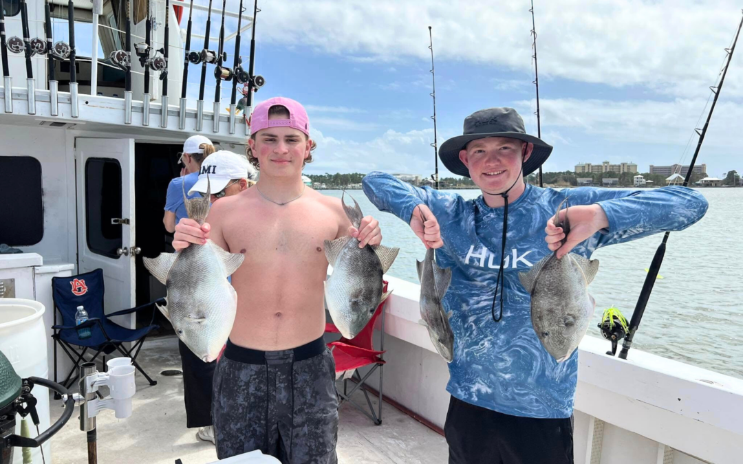Gray Triggerfish Season is Back